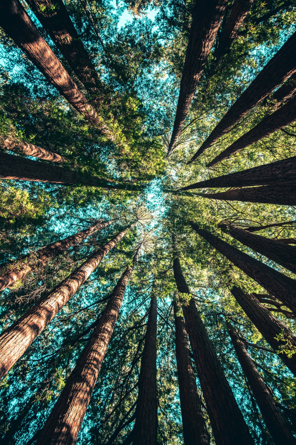 Bosque Nadrolux: reforestación con Pachamama Raymi