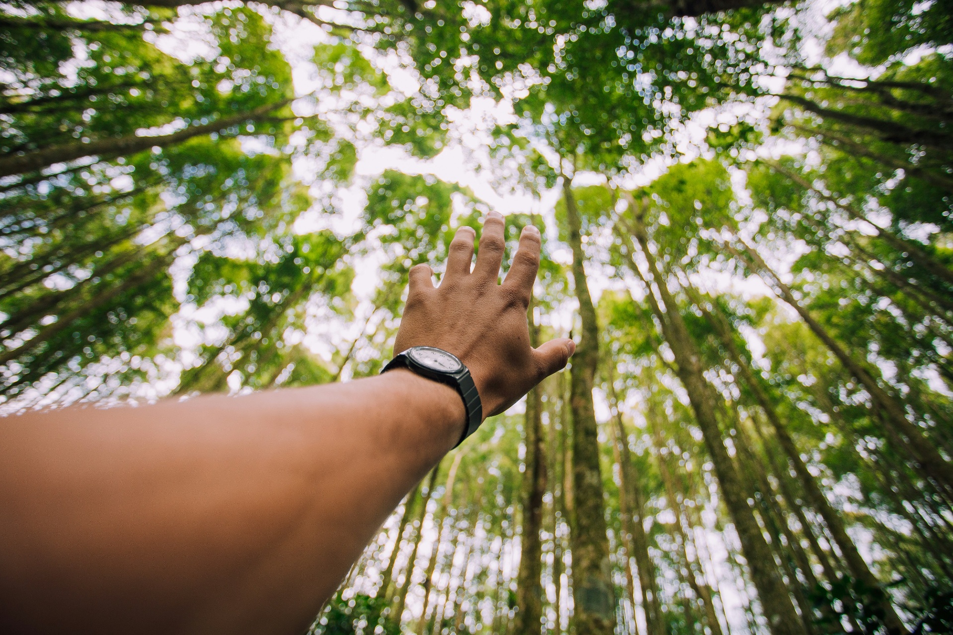 Mano alzada hacia los árboles de un bosque